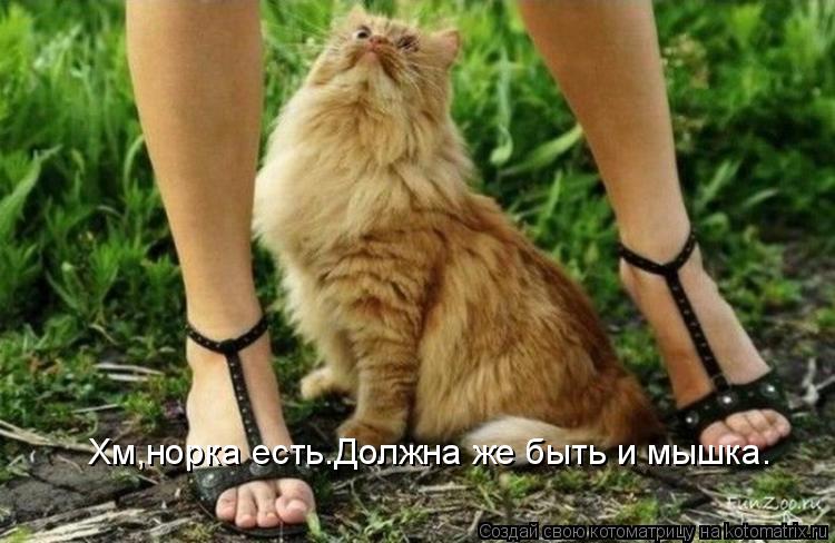 Хм,норка есть.Должна же быть и мышка.... Котоматрица: Хм,норка есть.Должна же быть и мышка.