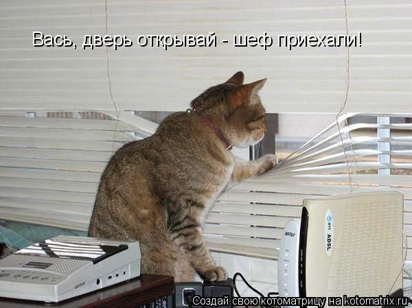 Вась, дверь открывай - шеф приехали!... Котоматрица: Вась, дверь открывай - шеф приехали!