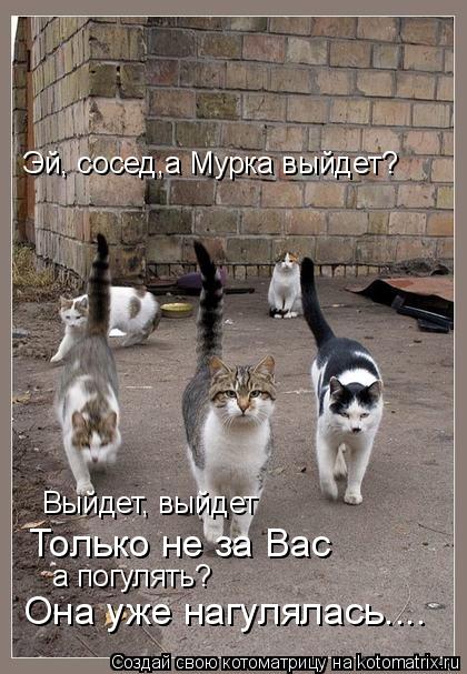 Эй, сосед,а Мурка выйдет? Выйдет, выйдет Только не за Вас а погулять? Она уже нагулялась....... Котоматрица: Эй, сосед,а Мурка выйдет? Выйдет, выйдет Только не за Вас а погулять? Она уже нагулялась....