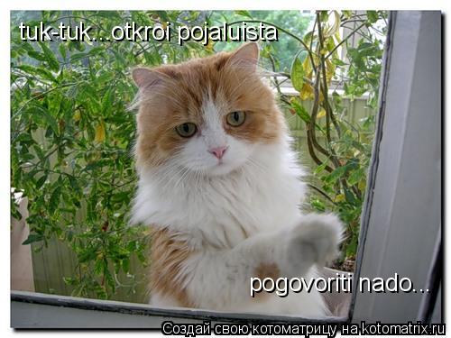 tuk-tuk...otkroi pojaluista pogovoriti nado...... Котоматрица: tuk-tuk...otkroi pojaluista pogovoriti nado...
