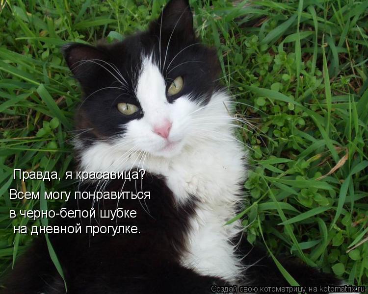 Правда, я красавица? Всем могу понравиться в черно-белой шубке на дневной прогулке.... Котоматрица: Правда, я красавица? Всем могу понравиться в черно-белой шубке на дневной прогулке.