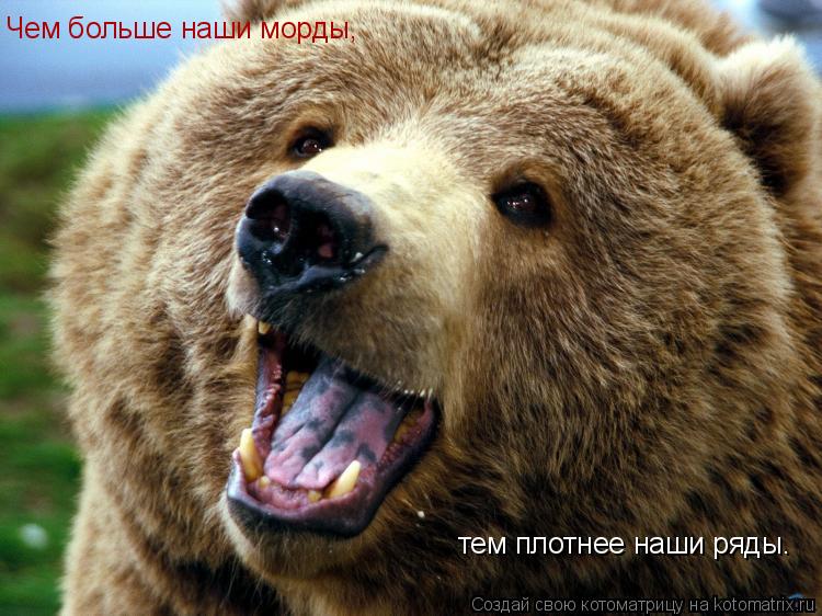 Чем больше наши морды, тем плотнее наши ряды.... Котоматрица: Чем больше наши морды, тем плотнее наши ряды.