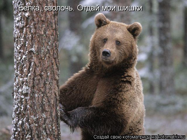 Белка, сволочь. Отдай мои шишки... Котоматрица: Белка, сволочь. Отдай мои шишки