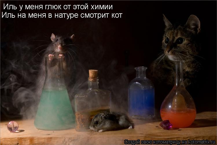 Котоматрица: Иль у меня глюк от этой химии Иль на меня в натуре смотрит кот