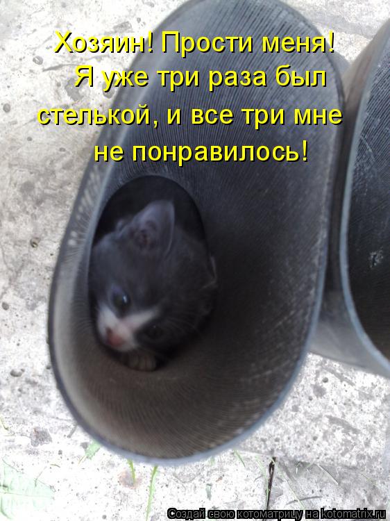 Хозяин! Прости меня! Я уже три раза был стелькой, и все три мне не понравилось!... Котоматрица: Хозяин! Прости меня! Я уже три раза был стелькой, и все три мне не понравилось!
