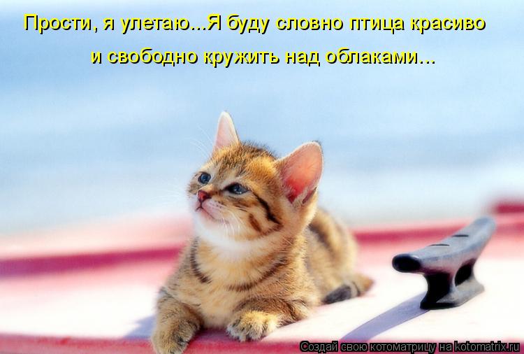 Прости, я улетаю...Я буду словно птица красиво и свободно кружить над облаками...... Котоматрица: Прости, я улетаю...Я буду словно птица красиво и свободно кружить над облаками...