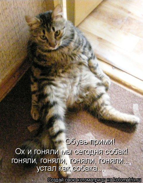 Котоматрица: Ох и гоняли мы сегодня собак! гоняли, гоняли, гоняли, гоняли... Обувь прими! устал как собака...