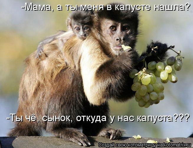 -Ты чё, сынок, откуда у нас капуста??? -Мама, а ты меня в капусте нашла?... Котоматрица: -Ты чё, сынок, откуда у нас капуста??? -Мама, а ты меня в капусте нашла?