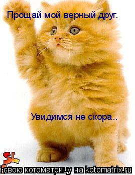Котоматрица: Увидимся не скора.. Прощай мой верный друг.