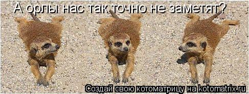 А орлы нас так точно не заметят?... Котоматрица: А орлы нас так точно не заметят?