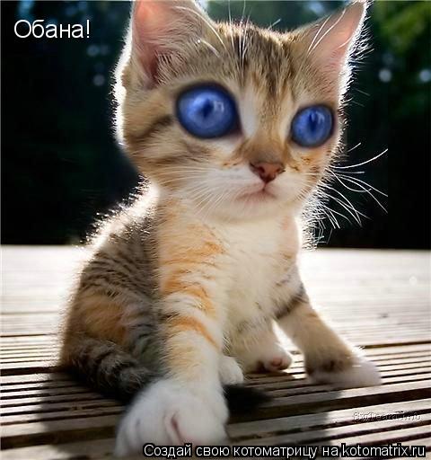 Обана!... Котоматрица: Обана!