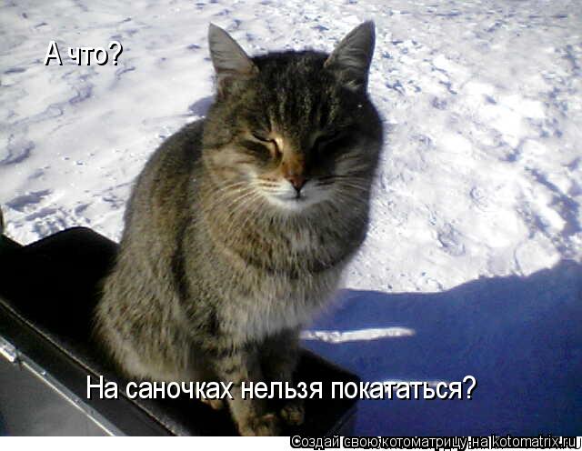 А что? На саночках нельзя покататься?... Котоматрица: А что? На саночках нельзя покататься?