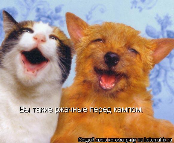 Вы такие ржачные перед кампом.... Котоматрица: Вы такие ржачные перед кампом.