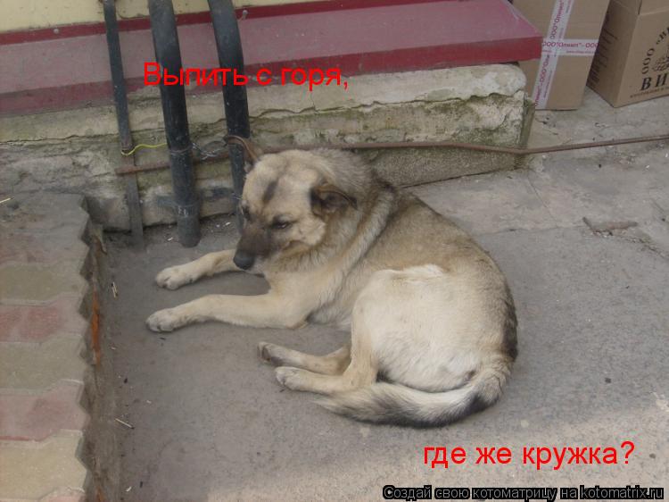 Выпить с горя, где же кружка?... Котоматрица: Выпить с горя, где же кружка?