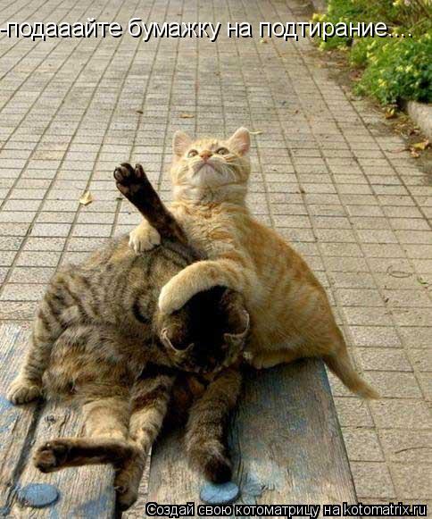 -подааайте бумажку на подтирание....... Котоматрица: -подааайте бумажку на подтирание....
