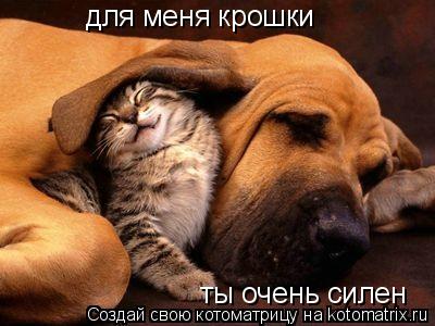 для меня крошки ты очень силен... Котоматрица: для меня крошки ты очень силен