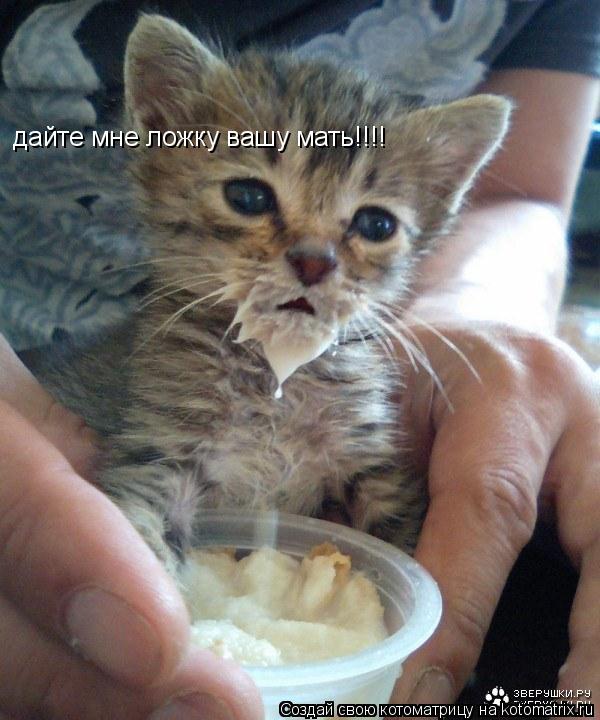 дайте мне ложку вашу мать!!!!... Котоматрица: дайте мне ложку вашу мать!!!!