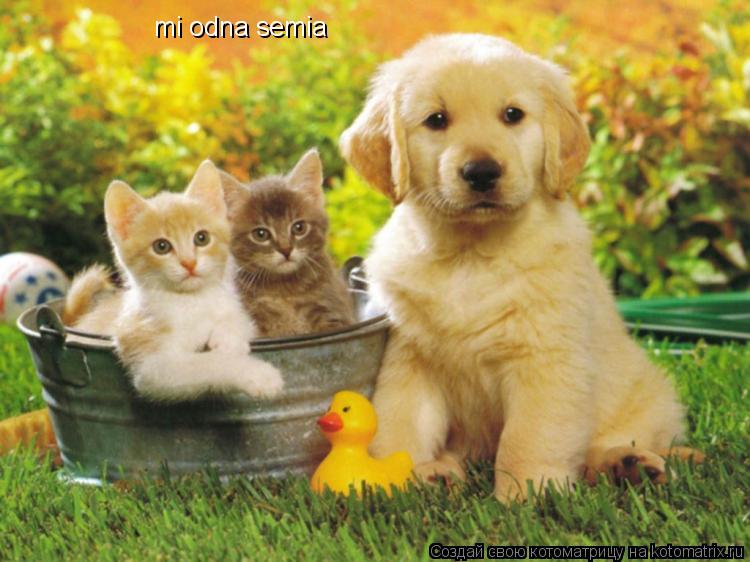 mi odna semia... Котоматрица: mi odna semia