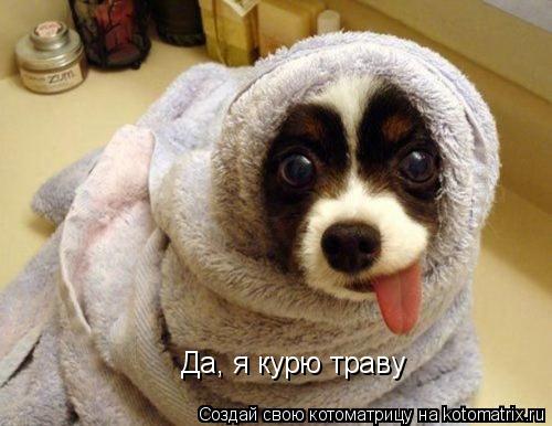 Да, я курю траву... Котоматрица: Да, я курю траву