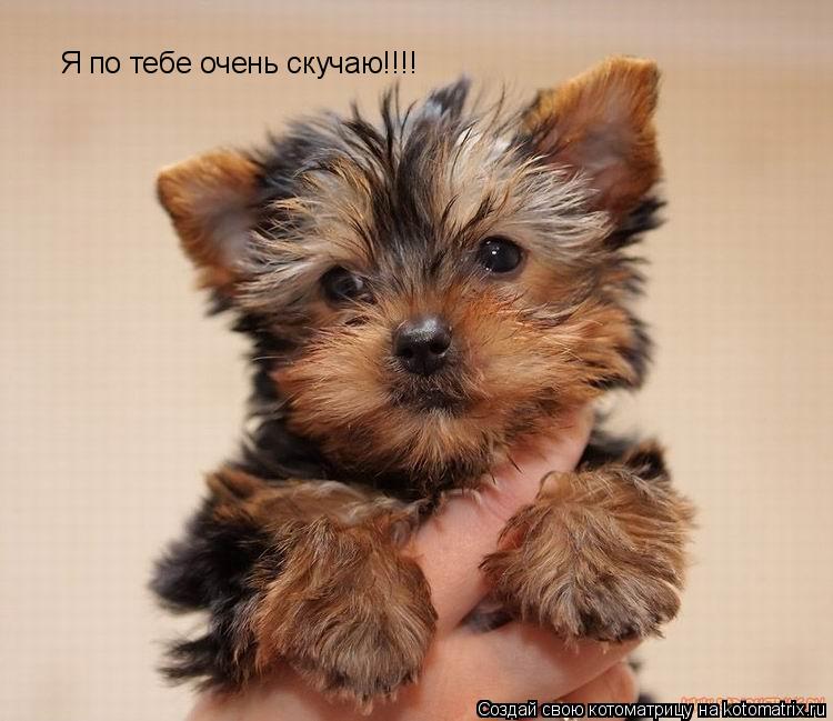 Я по тебе очень скучаю!!!! Я по тебе очень скучаю!!!!... Котоматрица: Я по тебе очень скучаю!!!! Я по тебе очень скучаю!!!!