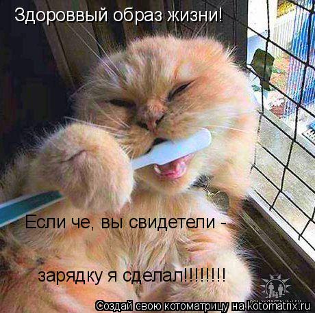 Здороввый образ жизни! Если че, вы свидетели - зарядку я сделал!!!!!!!!... Котоматрица: Здороввый образ жизни! Если че, вы свидетели - зарядку я сделал!!!!!!!!