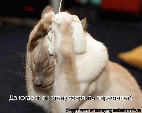 Да когда ж он стену сверлить перестанет?... Котоматрица: Да когда ж он стену сверлить перестанет?