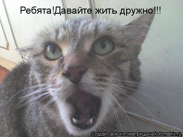 Ребята!Давайте жить дружно!!!... Котоматрица: Ребята!Давайте жить дружно!!!