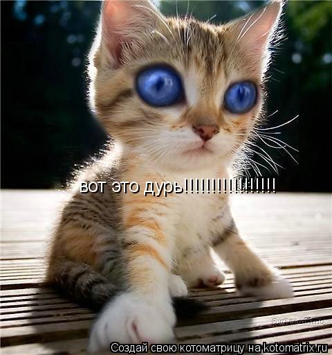 вот это дурь!!!!!!!!!!!!!!!!!... Котоматрица: вот это дурь!!!!!!!!!!!!!!!!!