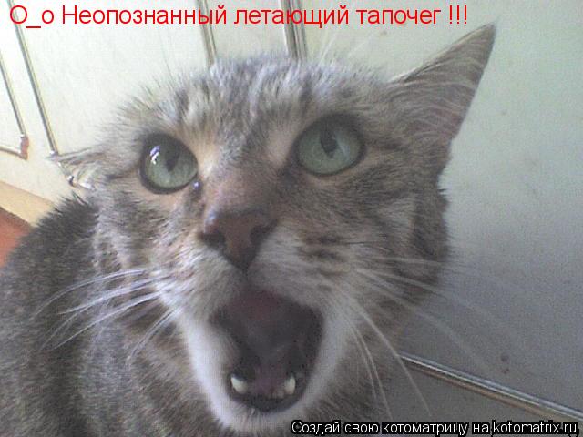 О_о Неопознанный летающий тапочег !!!... Котоматрица: О_о Неопознанный летающий тапочег !!!