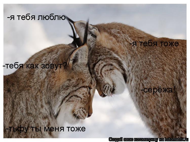 -я тебя люблю -я тебя тоже -тебя как зовут? -серёжа! -тьфу ты меня тоже... Котоматрица: -я тебя люблю -я тебя тоже -тебя как зовут? -серёжа! -тьфу ты меня тоже
