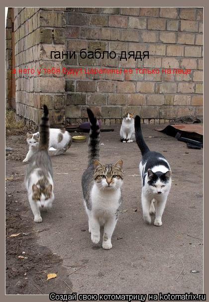 гани бабло дядя а нето у тебя будут царапины не только на леце... Котоматрица: гани бабло дядя а нето у тебя будут царапины не только на леце