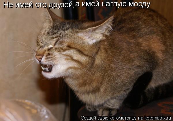 Не имей сто друзей, а имей наглую морду... Котоматрица: Не имей сто друзей, а имей наглую морду
