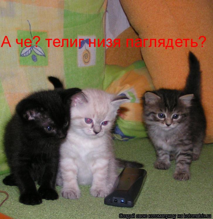 А че? телиг низя паглядеть?... Котоматрица: А че? телиг низя паглядеть?