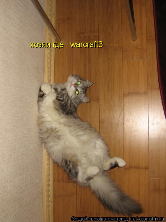 хозяи где warcraft3... Котоматрица: хозяи где warcraft3