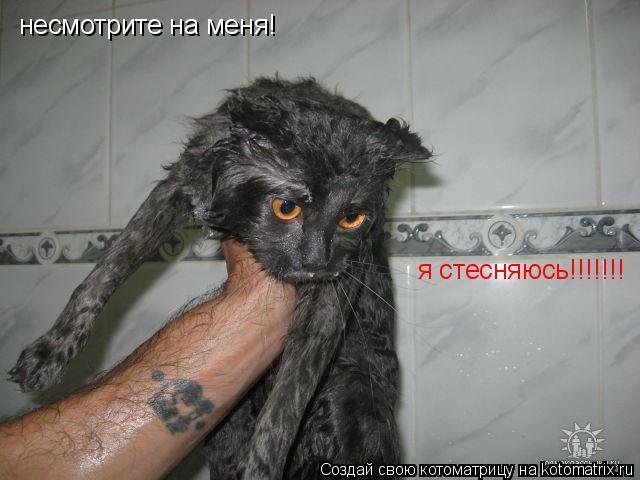 несмотрите на меня! я стесняюсь!!!!!!!... Котоматрица: несмотрите на меня! я стесняюсь!!!!!!!