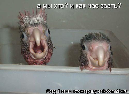 а мы хто? и как нас звать?... Котоматрица: а мы хто? и как нас звать?
