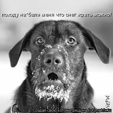 походу на*бали меня что снег жрать можно!... Котоматрица: походу на*бали меня что снег жрать можно!