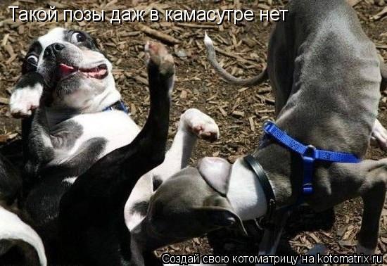 Такой позы даж в камасутре нет... Котоматрица: Такой позы даж в камасутре нет