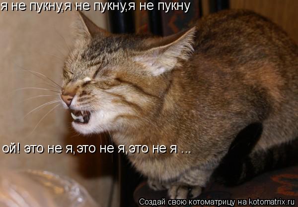 я не пукну,я не пукну,я не пукну ой! это не я,это не я,это не я ...... Котоматрица: я не пукну,я не пукну,я не пукну ой! это не я,это не я,это не я ...