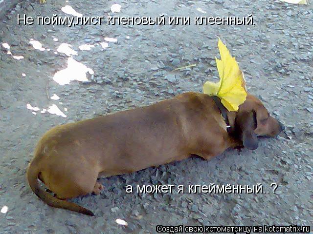 Не пойму,лист кленовый или клеенный, а может я клеймённый..?... Котоматрица: Не пойму,лист кленовый или клеенный, а может я клеймённый..?