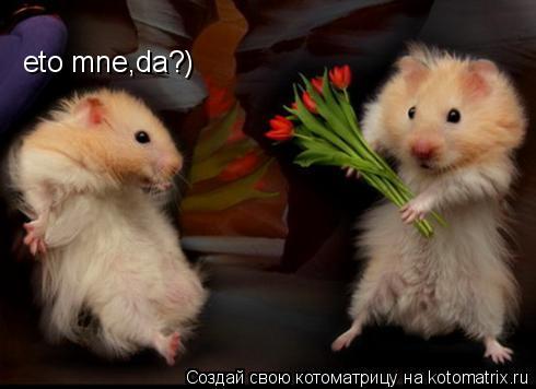 eto mne,da?)... Котоматрица: eto mne,da?)