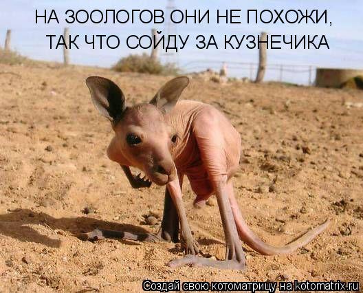 НА ЗООЛОГОВ ОНИ НЕ ПОХОЖИ, ТАК ЧТО СОЙДУ ЗА КУЗНЕЧИКА... Котоматрица: НА ЗООЛОГОВ ОНИ НЕ ПОХОЖИ, ТАК ЧТО СОЙДУ ЗА КУЗНЕЧИКА