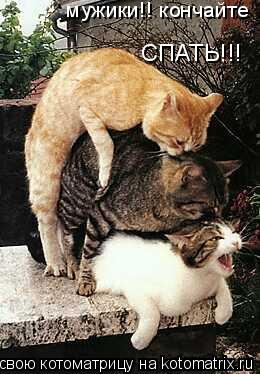 мужики!! кончайте СПАТЬ!!!... Котоматрица: мужики!! кончайте СПАТЬ!!!