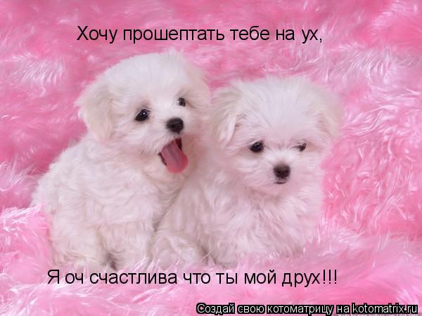 Хочу прошептать тебе на ух, Я оч счастлива что ты мой друх!!!... Котоматрица: Хочу прошептать тебе на ух, Я оч счастлива что ты мой друх!!!