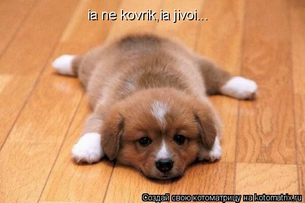 ia ne kovrik,ia jivoi...... Котоматрица: ia ne kovrik,ia jivoi...