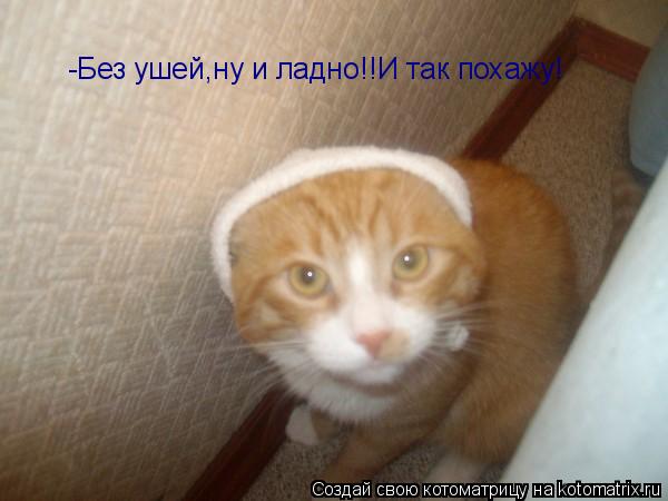 -Без ушей,ну и ладно!!И так похажу!... Котоматрица: -Без ушей,ну и ладно!!И так похажу!