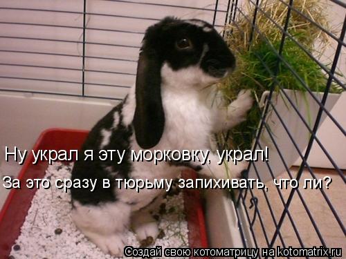 Ну украл я эту морковку, украл! За это сразу в тюрьму запихивать, что ли?... Котоматрица: Ну украл я эту морковку, украл! За это сразу в тюрьму запихивать, что ли?