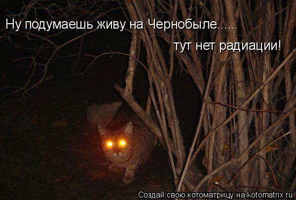 Ну подумаешь живу на Чернобыле..... тут нет радиации!... Котоматрица: Ну подумаешь живу на Чернобыле..... тут нет радиации!