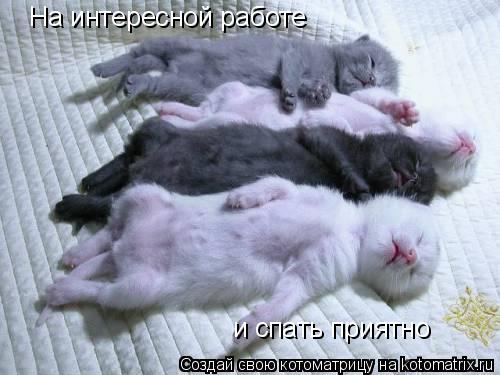 На интересной работе и спать приятно... Котоматрица: На интересной работе и спать приятно