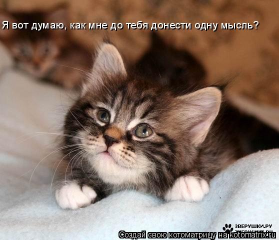 Я вот думаю, как мне до тебя донести одну мысль?... Котоматрица: Я вот думаю, как мне до тебя донести одну мысль?